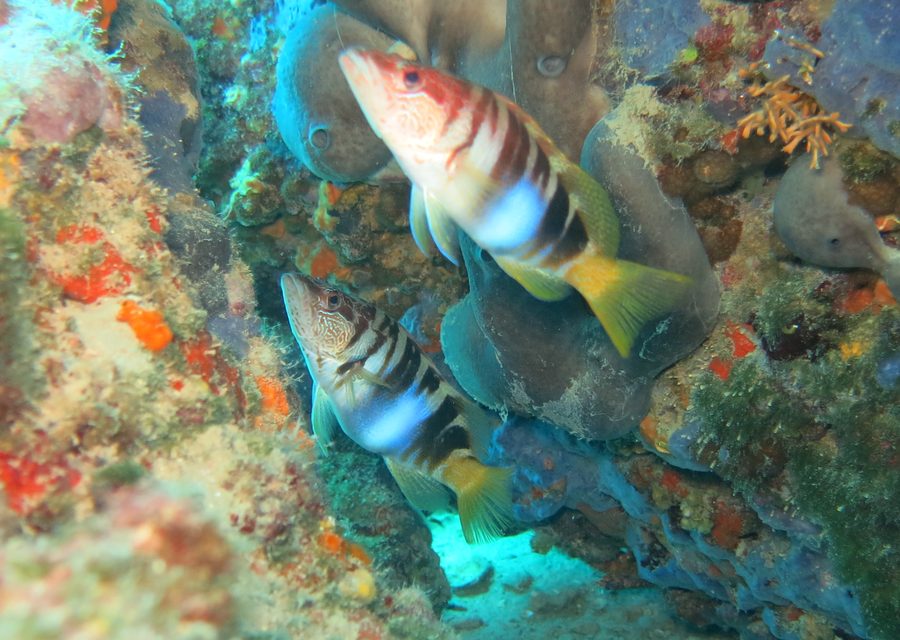 Divers in the clear Adriatic near Split