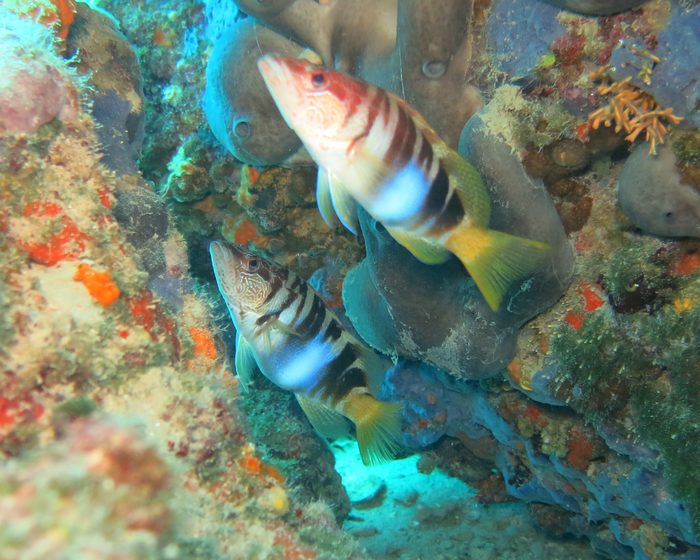 site fish