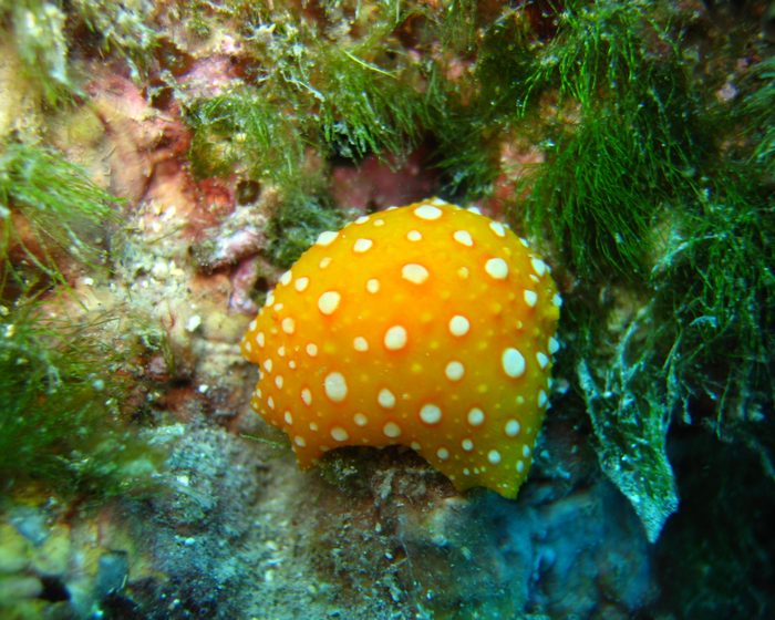 site nudibranch