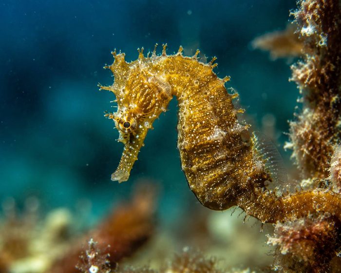 site seahorse